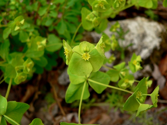 {Euphorbia commutata}